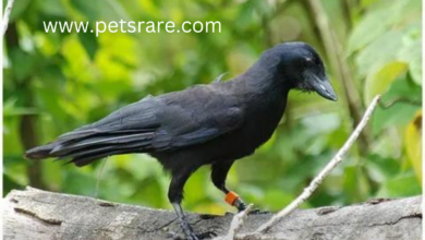 New Caledonian Crow Respiratory Diseases: Identification and Treatment