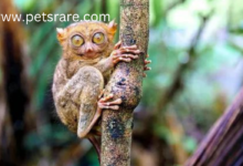 Tarsier Eye Diseases: Symptoms and Management