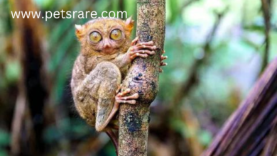 Tarsier Eye Diseases: Symptoms and Management