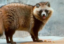 Raccoon Dog Dental Problems: Diagnosis and Solutions