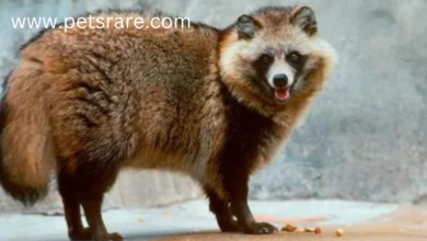 Raccoon Dog Dental Problems: Diagnosis and Solutions