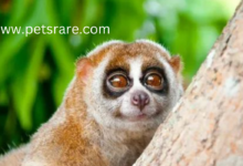 Slow Loris Encephalitis: Causes and Treatment