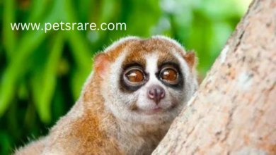 Slow Loris Encephalitis: Causes and Treatment