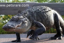 American Alligator Skin Diseases: Identification and Care