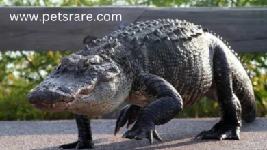 American Alligator Skin Diseases: Identification and Care