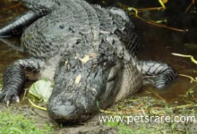 American Alligator Skin Diseases: Identification and Care