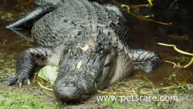 American Alligator Skin Diseases: Identification and Care