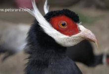 Special Bird Beak Treats: A feathered treat