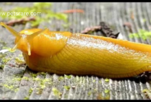 Luxury Slug Snacks: A Thin Feeling?