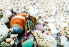 High Quality Hermit Crab Food: A food shell