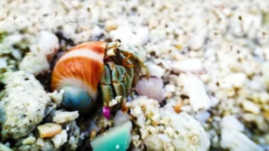 High Quality Hermit Crab Food: A food shell