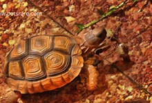 Unique Turtle Toppers: Expanding your reptile range