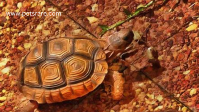 Unique Turtle Toppers: Expanding your reptile range