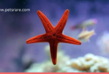 Nutritious Starfish Feeds: Nurturing Your Underwater Starfish