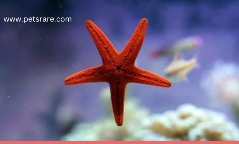 Nutritious Starfish Feeds: Nurturing Your Underwater Starfish