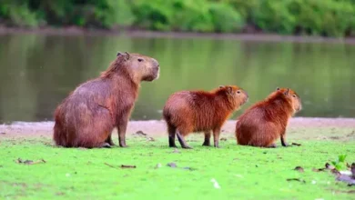 Capybaras: gentle giants of the water