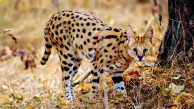 The Serval: Africa's graceful hunter