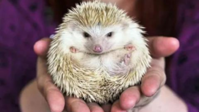 The African Pygmy Hedgehog: The Quirky Companion