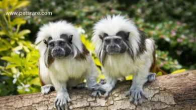 Tamarins: Little Wonders of the Rainforest