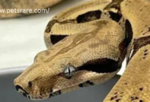 Top tips for caring for rare exotic pets