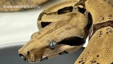 Top tips for caring for rare exotic pets