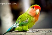 How to care for rare pet birds.