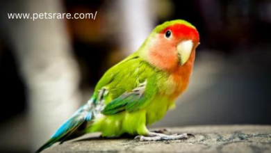 How to care for rare pet birds.