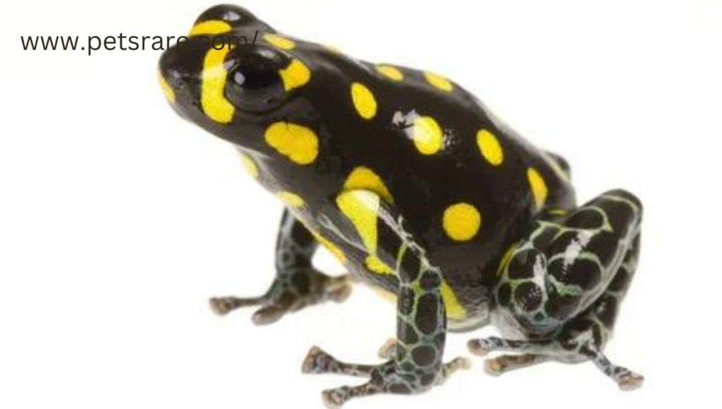 Rare pet amphibians for collectors