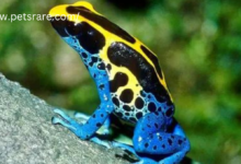 Rare pet amphibians for collectors