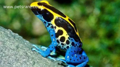 Rare pet amphibians for collectors