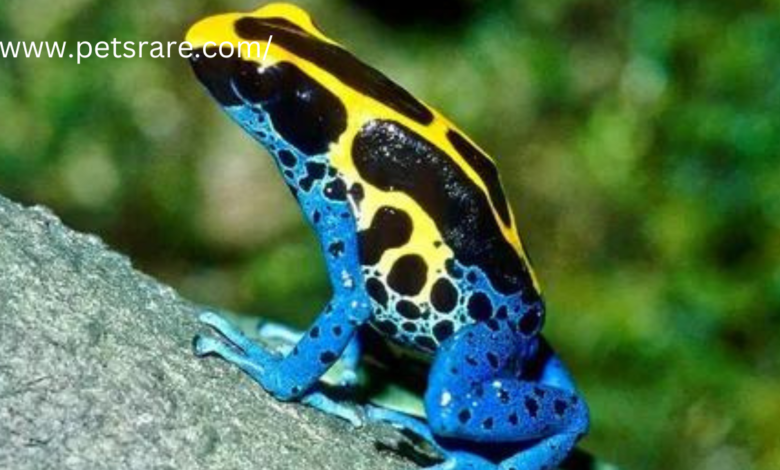 Rare pet amphibians for collectors