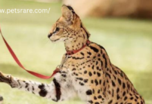 How to Legally Adopt Rare Exotic Pets