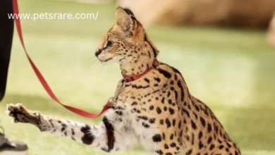 How to Legally Adopt Rare Exotic Pets