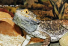 Bearded Dragon: A reptilian charmer