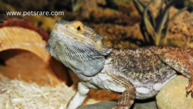 Bearded Dragon: A reptilian charmer