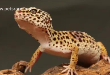 Leopard gecko: A low maintenance reptile