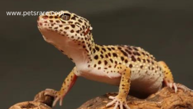 Leopard gecko: A low maintenance reptile