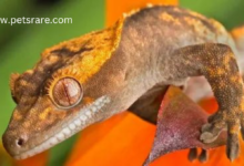 Crested Gecko: A Tropical Gem