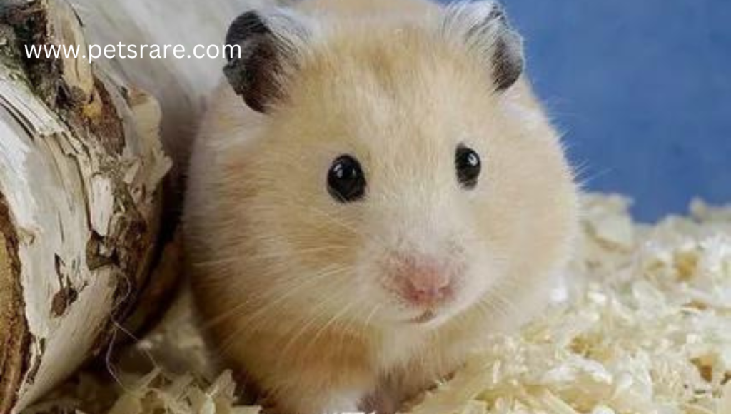 The Sugar Bear Hamster: A Misconception.