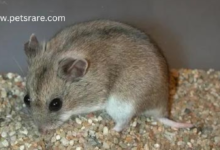 Chinese Dwarf Hamster: The long-tailed wonder