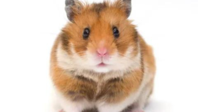 Syrian Hamster: The Golden Friend