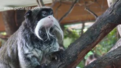 Tamarins: Miniature Marvels of the Rainforest