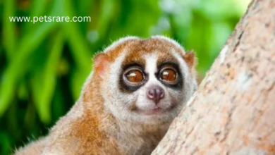 Slow Loris: The misunderstood master of slow motion